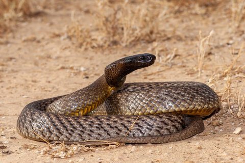 Inland Taipan