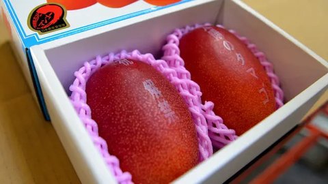 Mangga Taiyo no Tamago