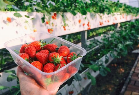 Tanaman Hias Berbuah