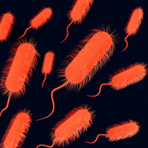 Ilustrasi Bakteri Salmonella