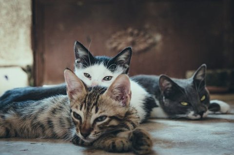 Tips Membuat Kucing Tetap Nyaman di Rumah Sendirian ketika Ditinggal Liburan
