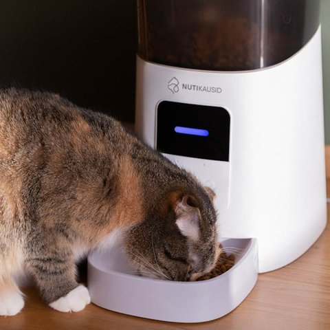 Tips Membuat Kucing Tetap Nyaman di Rumah Sendirian ketika Ditinggal Liburan