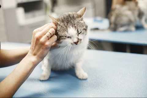 Tips Membuat Kucing Tetap Nyaman di Rumah Sendirian ketika Ditinggal Liburan