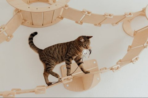 Tips Membuat Kucing Tetap Nyaman di Rumah Sendirian ketika Ditinggal Liburan