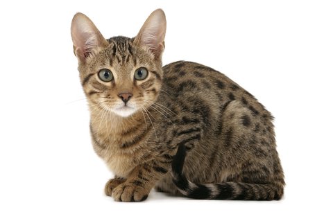 Kucing Serengeti