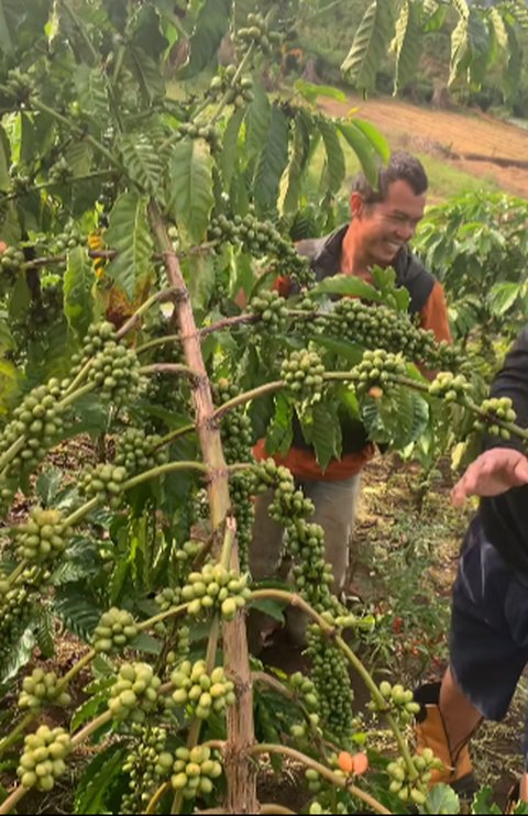Kini jadi Petani, Momen Pensiunan Jenderal Polisi Turun ke Kebun Kopi Penampilannya Tetap Kece