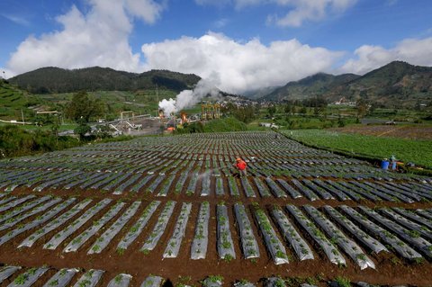 Warga menyiramkan pestisida antilayu pada tanaman kentang di sekitar areal instalasi sumur geothermal atau panas bumi untuk Pembangkit Tenaga Listrik Panas Bumi (PLTP) PT Geo Dipa Energi di kawasan dataran tinggi Dieng, Banjarnegara, Jawa Tengah, Minggu (6/4/2025).