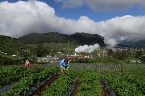 Petani memberikan pupuk pada tanaman kentang di sekitar areal instalasi sumur geothermal atau panas bumi untuk Pembangkit Tenaga Listrik Panas Bumi (PLTP) PT Geo Dipa Energi di kawasan dataran tinggi Dieng, Banjarnegara, Jawa Tengah, Minggu (6/4/2025).