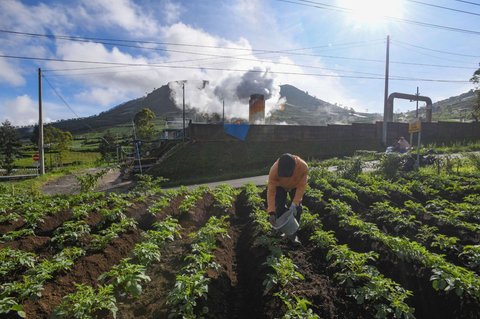 Petani memberikan pupuk pada tanaman kentang di sekitar areal instalasi sumur geothermal atau panas bumi untuk Pembangkit Tenaga Listrik Panas Bumi (PLTP) PT Geo Dipa Energi di kawasan dataran tinggi Dieng, Banjarnegara, Jawa Tengah, Minggu (6/4/2025).