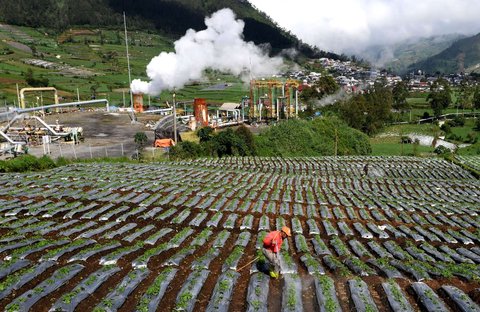 Petani menyiramkan pestisida antilayu pada tanaman kentang di sekitar areal instalasi sumur geothermal atau panas bumi untuk Pembangkit Tenaga Listrik Panas Bumi (PLTP) PT Geo Dipa Energi di kawasan dataran tinggi Dieng, Banjarnegara, Jawa Tengah, Minggu (6/4/2025).