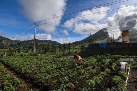 Petani memberikan pupuk pada tanaman kentang di sekitar areal instalasi sumur geothermal atau panas bumi untuk Pembangkit Tenaga Listrik Panas Bumi (PLTP) PT Geo Dipa Energi di kawasan dataran tinggi Dieng, Banjarnegara, Jawa Tengah, Minggu (6/4/2025).