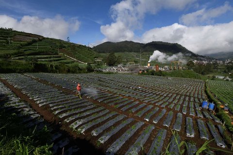 Petani menyiramkan pestisida antilayu pada tanaman kentang di sekitar areal instalasi sumur geothermal atau panas bumi untuk Pembangkit Tenaga Listrik Panas Bumi (PLTP) PT Geo Dipa Energi di kawasan dataran tinggi Dieng, Banjarnegara, Jawa Tengah, Minggu (6/4/2025).