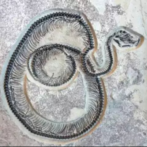 fosil ular purba