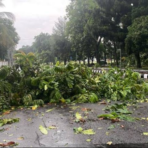 pohon tumbang di jalanan pemda bogor