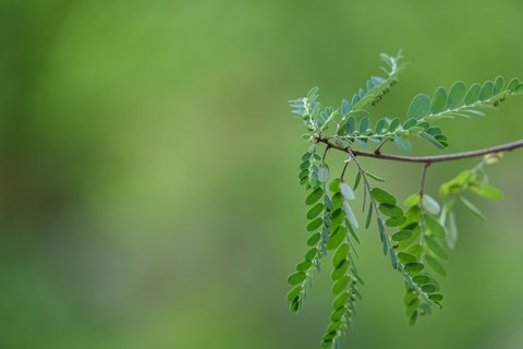 Rahasia Daun Kelor! Tanaman Sederhana dengan Manfaat Luar Biasa yang Menjadi Penyelamat Diabetes dan Kolesterol