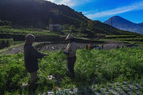 Sejumlah petani menggarap lahan di sekitar kawasan pegunungan yang dijuluki 'Swiss van Java' di kawasan Desa Wisata Sembungan, Wonosobo, Jawa Tengah, Senin (7/4/2025).