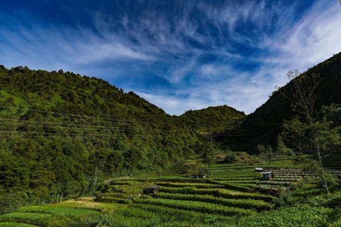 Pemandangan sawah berundak di kawasan pegunungan yang dijuluki 'Swiss van Java' di kawasan Desa Wisata Sembungan, Wonosobo, Jawa Tengah, Senin (7/4/2025).