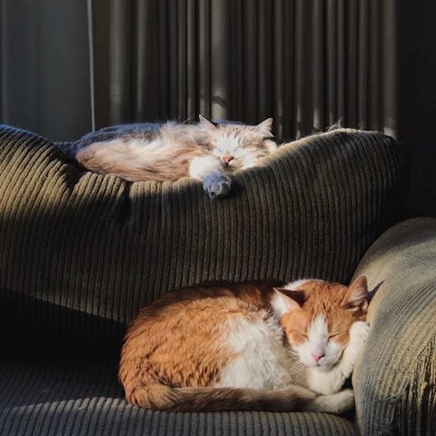 Pastikan Kucing Memiliki Lingkungan yang Nyaman