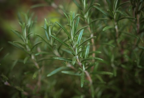ilustrasi aromaterapi rosemary/unsplash
