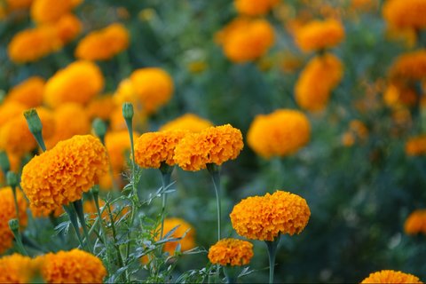 Ilustrasi bunga marigold. (Image by lachetas on Freepik)
