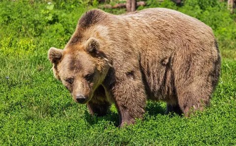 Ilustrasi beruang coklat (pixabay)