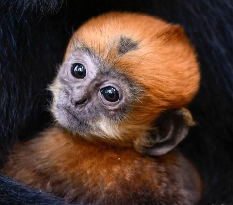 Sebuah berita gembira menyelimuti Taman Margasatwa Fota di Irlandia dengan kelahiran bayi monyet berwarna oranye terang.