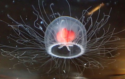 Turritopsis Dohrnii