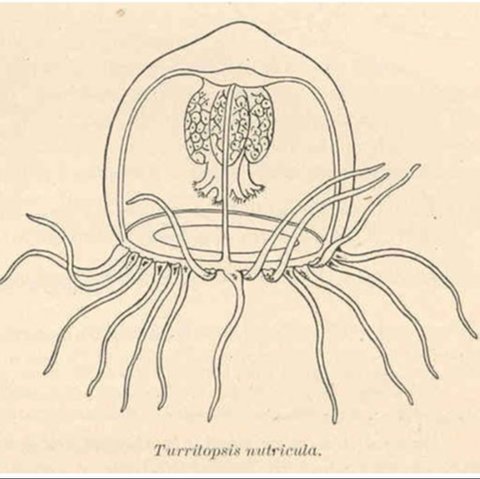Turritopsis Dohrnii