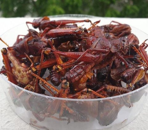 Daftar Makanan Ekstrem Berbahan Serangga di Indonesia, Berani Coba?