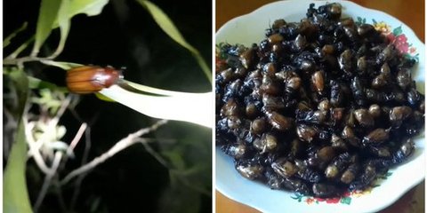 Daftar Makanan Ekstrem Berbahan Serangga di Indonesia, Berani Coba?