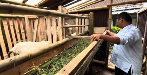 Hadiah Domba Dedi Mulyadi