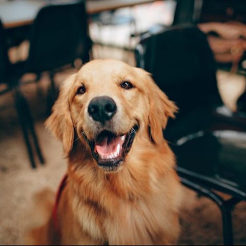 Kebiasaan Menjilati Kaki pada Anjing: Tanda Cinta atau Gejala Penyakit?