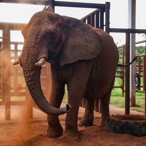 Pengasuh Gajah Afika Pupy,  Maria Eugenia menangis  saat Pupy dipindahkan ke Suaka Gajah Brasil, di Buenos Aires Ecopark Argentina (11/05/2025).