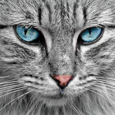 Begini Cara Berkomunikasi dengan Kucing yang Bisa Anda Terapkan untuk Memahami Hewan Kesayangan