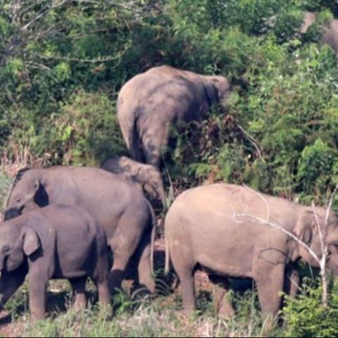 BKSDA Aceh telah memasang 82 kilometer kawat kejut tegangan rendah untuk mengurangi konflik antara gajah dan masyarakat di beberapa kabupaten, terbukti efektif kurangi interaksi negatif satwa liar.