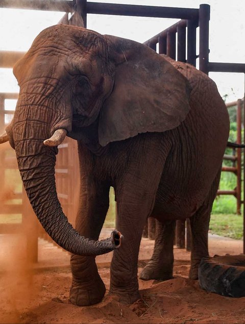 Pengasuh Gajah Afika Pupy,  Maria Eugenia menangis  saat Pupy dipindahkan ke Suaka Gajah Brasil, di Buenos Aires Ecopark Argentina (11/05/2025).
