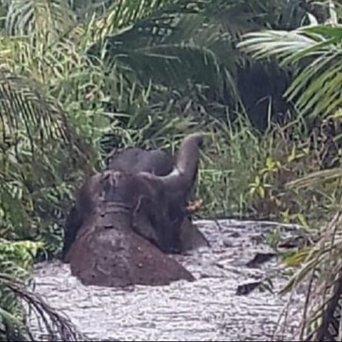 Pemasangan 82 kilometer pagar listrik tegangan rendah di Aceh berhasil mengurangi konflik antara manusia dan satwa liar, khususnya gajah, berkat kerja sama BKSDA Aceh dan masyarakat.