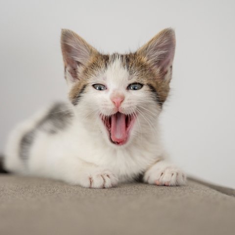 Ilustrasi Bahasa Tubuh Kucing