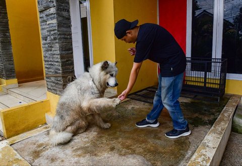 Pelatih hewan profesional memberikan pelatihan kedisiplinan pada seekor anjing peliharaan di playgroup khusus anjing DogueHub Playgroup di Limo, Depok, Jawa Barat, Rabu (14/5/2025).