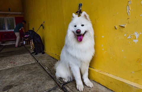 Pelatih hewan profesional memberikan pelatihan kedisiplinan pada sejumlah anjing peliharaan di playgroup khusus anjing DogueHub Playgroup di Limo, Depok, Jawa Barat, Rabu (14/5/2025).