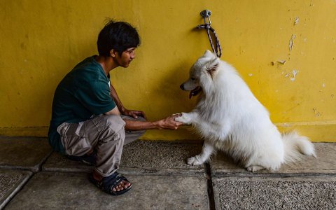 Pelatih hewan profesional memberikan pelatihan kedisiplinan pada seekor anjing peliharaan di playgroup khusus anjing DogueHub Playgroup di Limo, Depok, Jawa Barat, Rabu (14/5/2025).