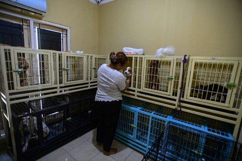 Pelatih hewan profesional memberikan pelatihan kedisiplinan pada seekor anjing peliharaan di playgroup khusus anjing DogueHub Playgroup di Limo, Depok, Jawa Barat, Rabu (14/5/2025).