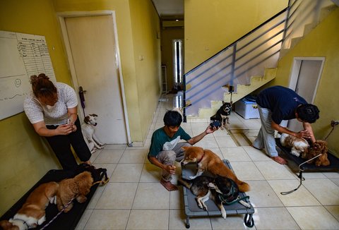 Pelatih hewan profesional memberikan pelatihan kedisiplinan pada sejumlah anjing peliharaan di playgroup khusus anjing DogueHub Playgroup di Limo, Depok, Jawa Barat, Rabu (14/5/2025).