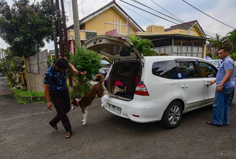 Pemilik mengantarkan anjing peliharaan ke playgroup khusus anjing DogueHub Playgroup di Limo, Depok, Jawa Barat, Rabu (14/5/2025).