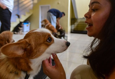 Pelatih hewan profesional berinteraksi dengan anjing peliharaan di playgroup khusus anjing DogueHub Playgroup di Limo, Depok, Jawa Barat, Rabu (14/5/2025).