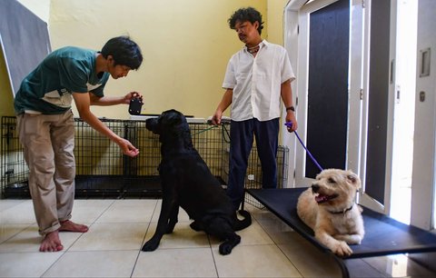 Pelatih hewan profesional memberikan pelatihan kedisiplinan pada sejumlah anjing peliharaan di playgroup khusus anjing DogueHub Playgroup di Limo, Depok, Jawa Barat, Rabu (14/5/2025).