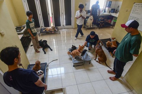 Pelatih hewan profesional memberikan pelatihan kedisiplinan pada sejumlah anjing peliharaan di playgroup khusus anjing DogueHub Playgroup di Limo, Depok, Jawa Barat, Rabu (14/5/2025).