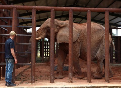 Pengasuh Gajah Afika Pupy,  Maria Eugenia menangis  saat Pupy dipindahkan ke Suaka Gajah Brasil, di Buenos Aires Ecopark Argentina (11/05/2025).