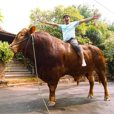 Potret Irfan Hakim dengan sapi raksasa miliknya (Instagram/irfanhakim75).