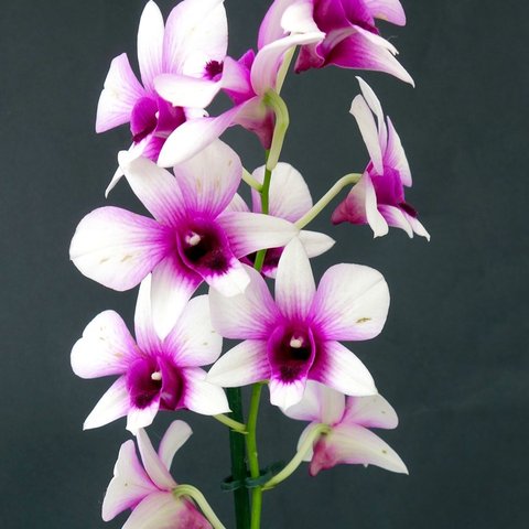 10 Jenis Bunga Anggrek Paling Favorit di Indonesia, Cocok untuk Budidaya